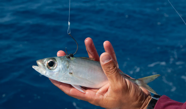 R&R Tackle - Pre-Rigged Kite Leaders